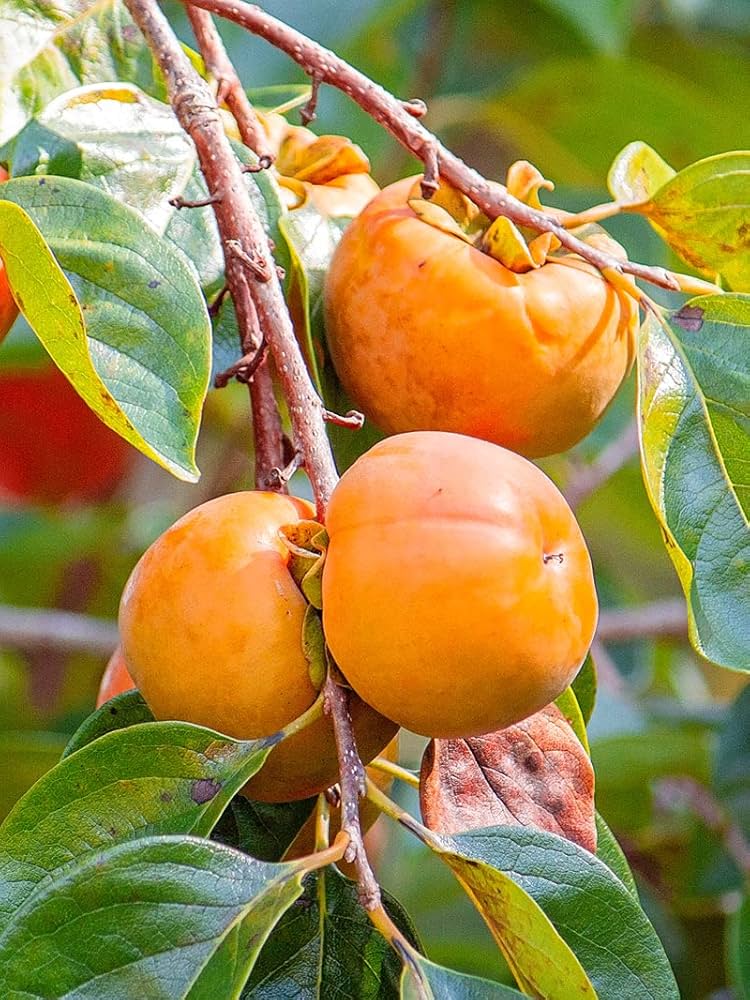 Persimmon tree grown from seeds with glossy leaves and rich orange fruits